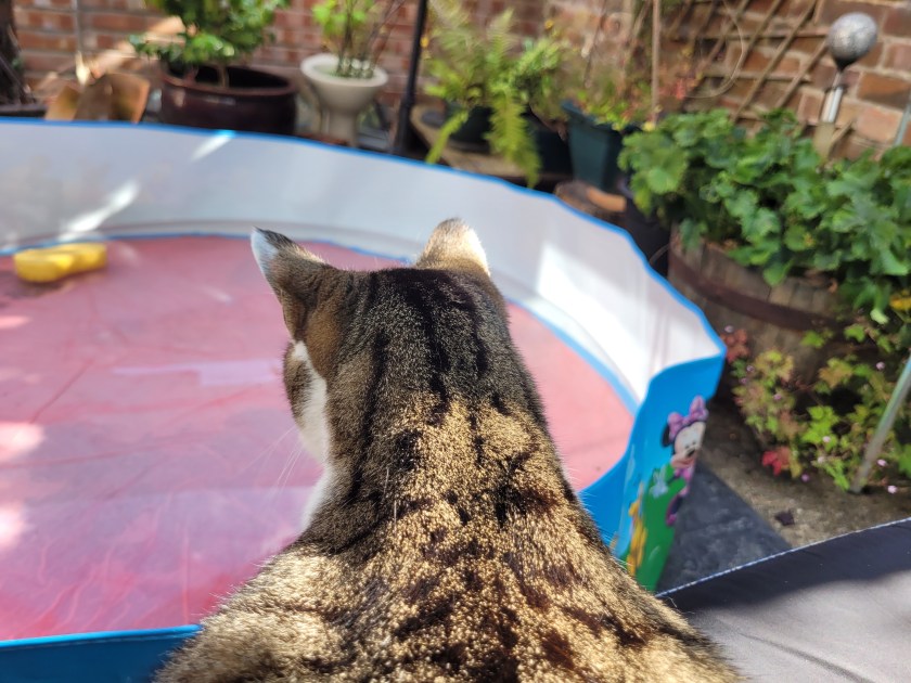 Cat looking down on a paddling pool which has dappled light playing on the surface